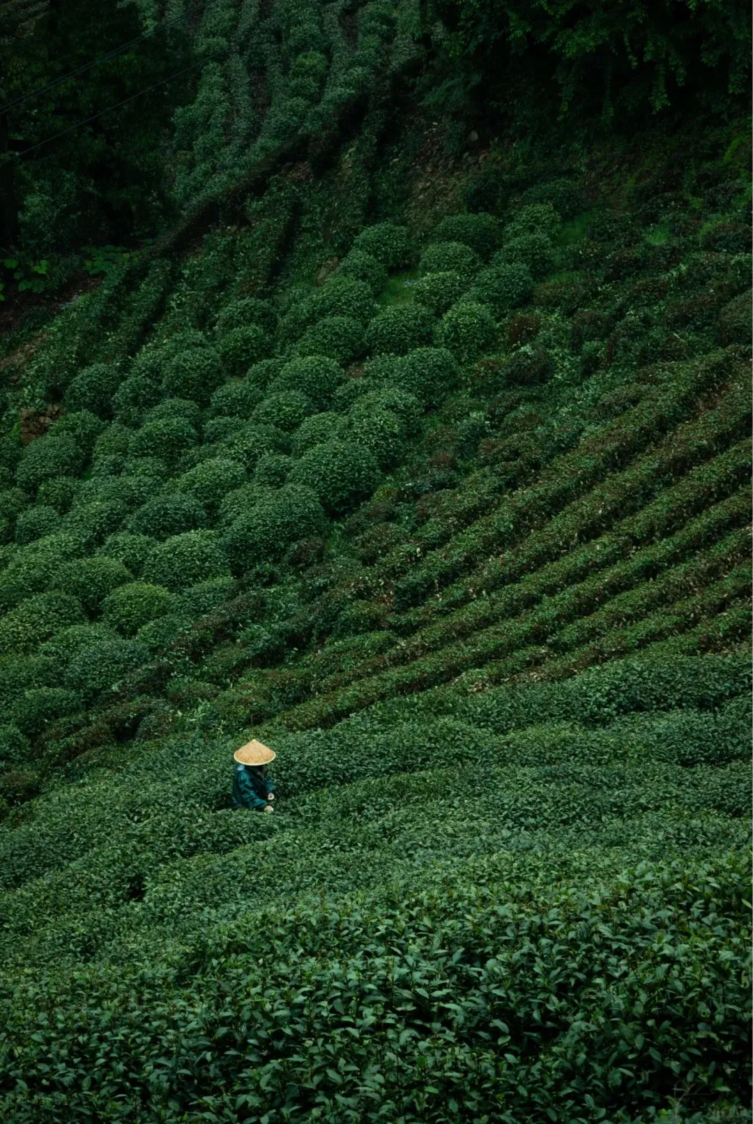 Longjing Tea Village