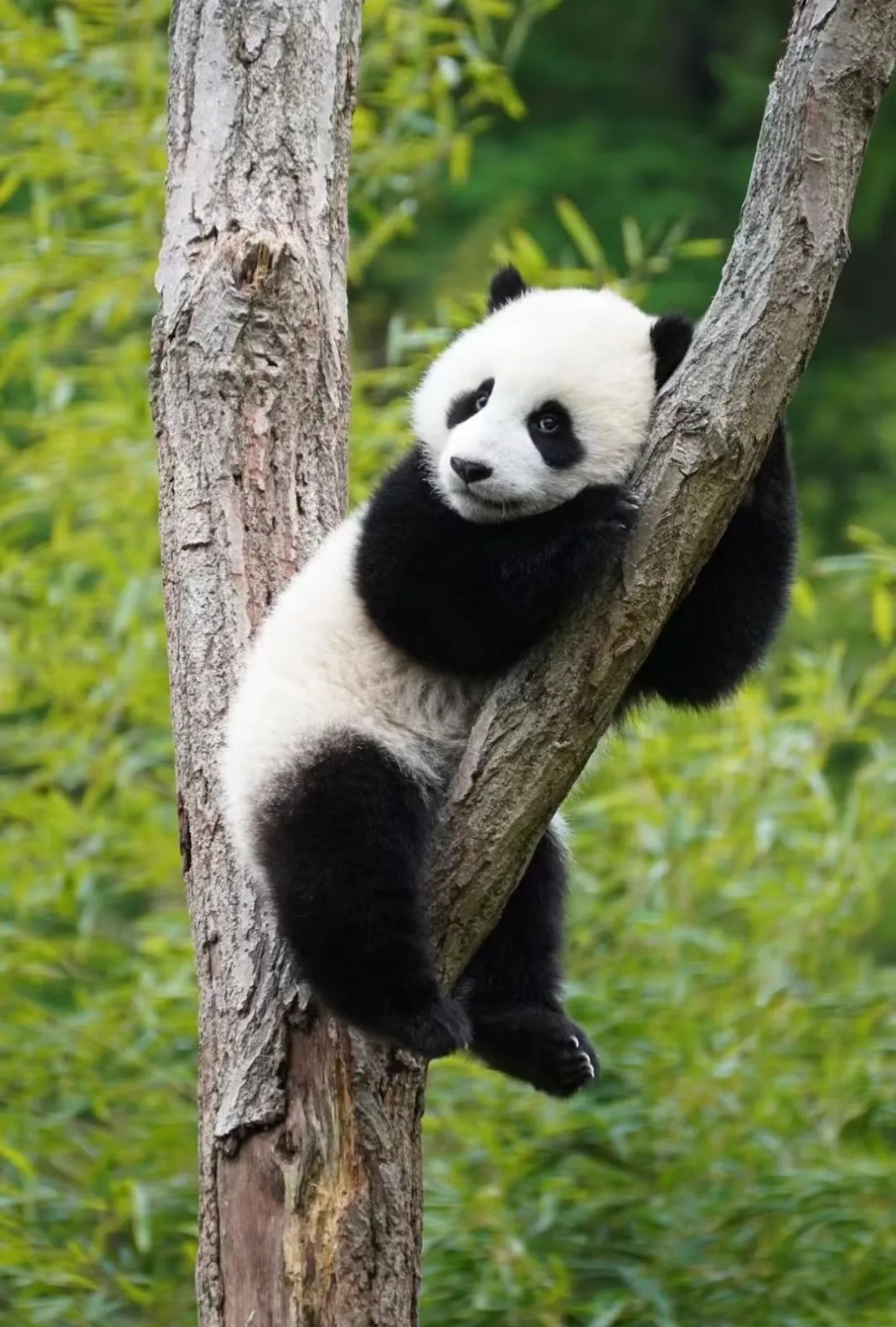 Pandas · Hot Pot · Sichuan Opera